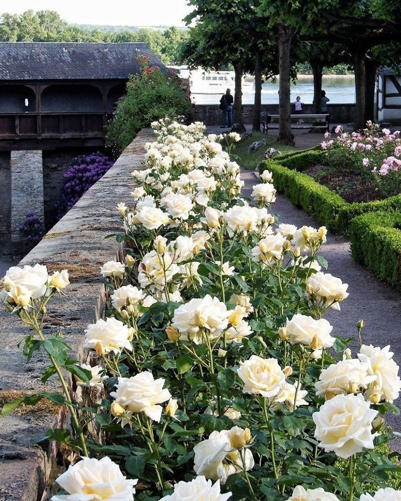 Роскошный дуэт красоты и благородства чайно-гибридная роза Шопен