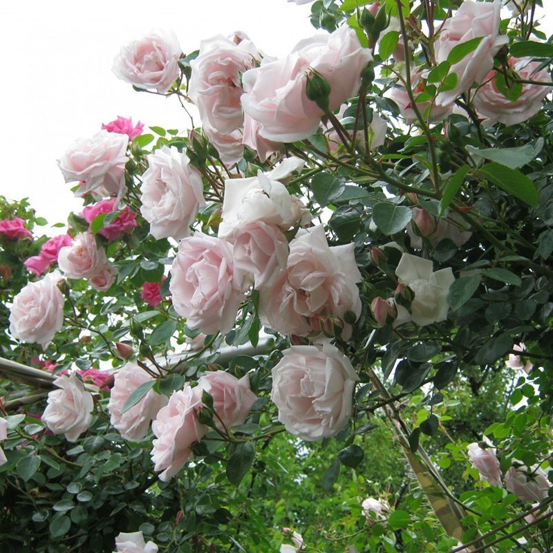 Посадка плетистой розы Нью Доун и уход за ней на дачном участке