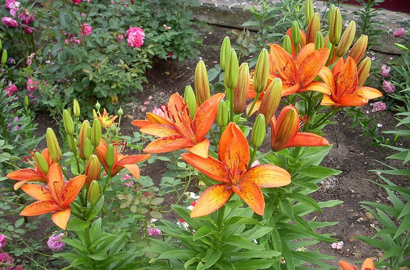 Изысканный любимец садоводов и флористов цветок тигровая лилия