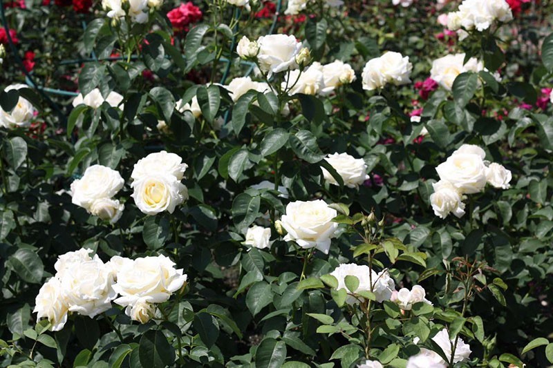 Роскошный дуэт красоты и благородства чайно-гибридная роза Шопен