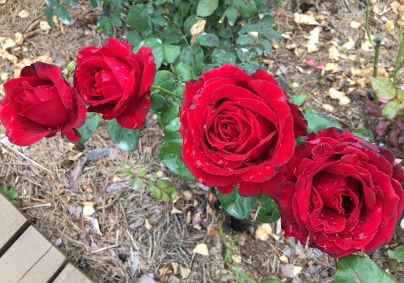 Украшая садовый участок, выбираем розу Гранд Гала