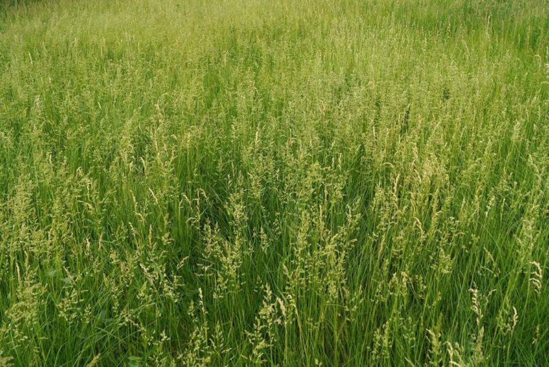 Газонная трава Лилипут – украшение участка для ленивых