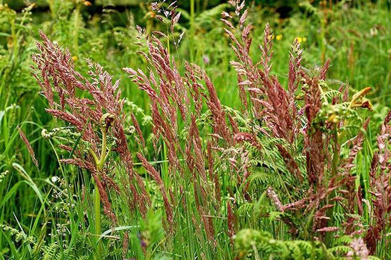 Газонная трава Лилипут – украшение участка для ленивых