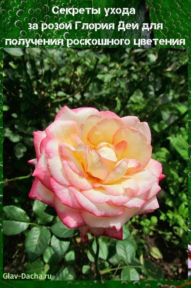 Секреты ухода за розой Глория Дей для получения роскошного цветения