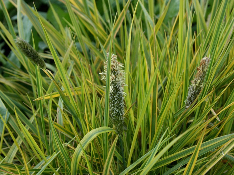 Травянистый злак лисохвост луговой с необычными свойствами на дачной клумбе