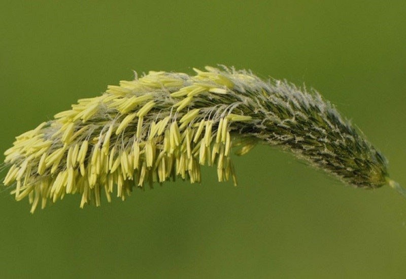 Травянистый злак лисохвост луговой с необычными свойствами на дачной клумбе