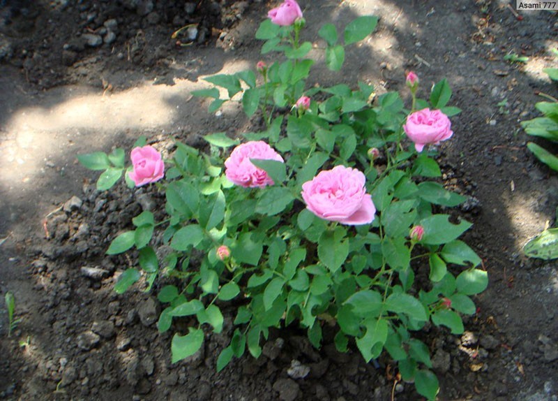 Как вырастить английскую красавицу розу Мэри Роуз в своем саду
