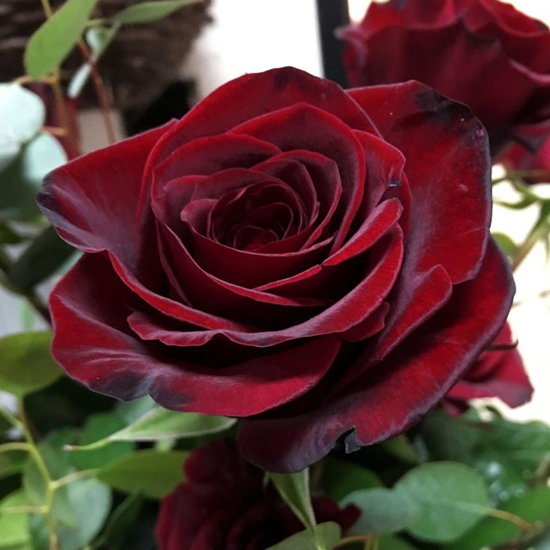 Роза Блэк Мэджик – «магическое» украшение садовой клумбы