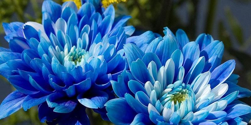 Иллюзия простора и ощущение глубины — голубые и синие цветы на монохромной клумбе