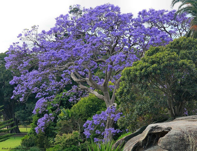 Подбираем цветущие деревья для создания уникального ландшафтного дизайна