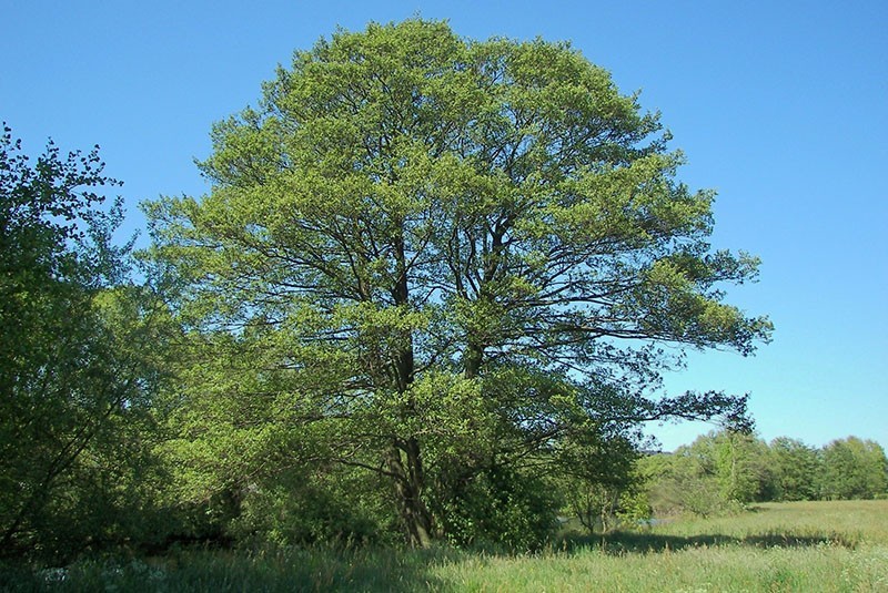 Как выглядит изысканное дерево ольха и в чем его особенность
