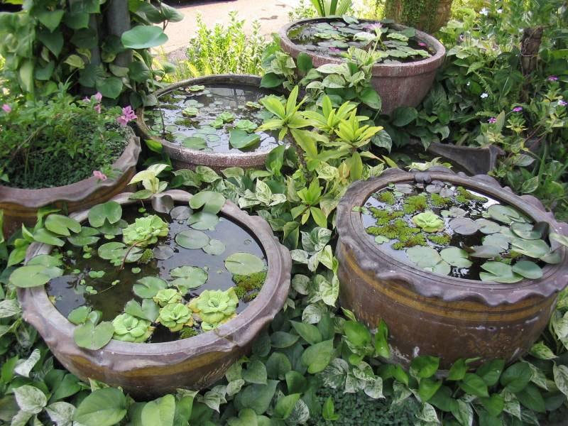 Как посадить водные растения в пруду грамотно и с пользой