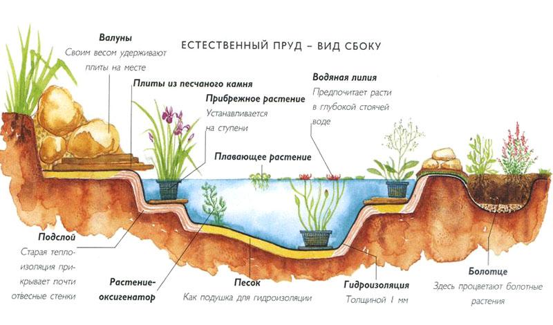 Как посадить водные растения в пруду грамотно и с пользой