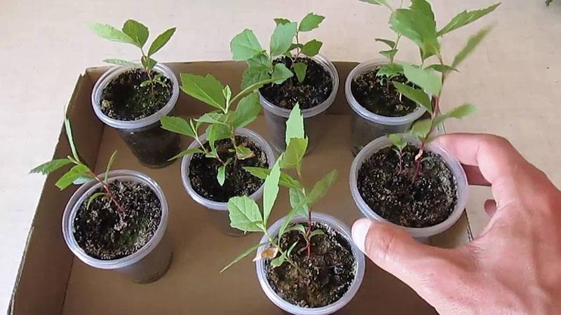 Как вырастить на собственном участке величественный платан из семян