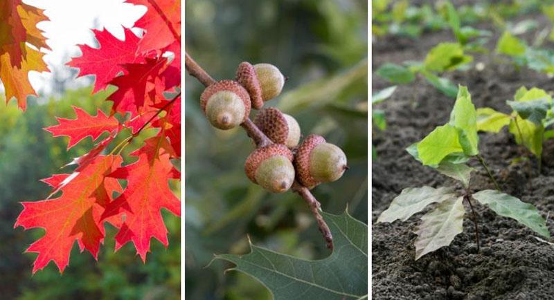 Как посадить и вырастить красный дуб на своем дачном участке