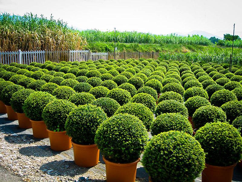 Вечнозеленые растения для сада — 10 наиболее популярных культур