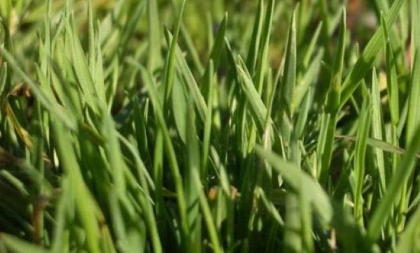 Газонная трава, которая уничтожает сорняки — лучшие виды