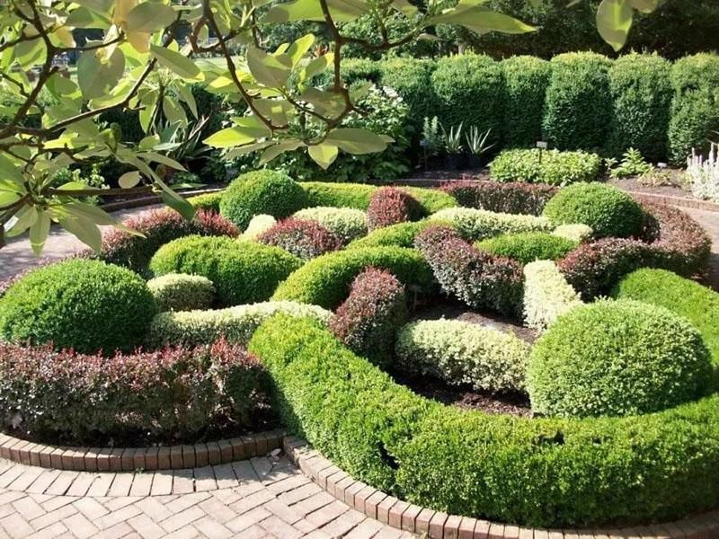 Вечнозеленые растения для сада — 10 наиболее популярных культур