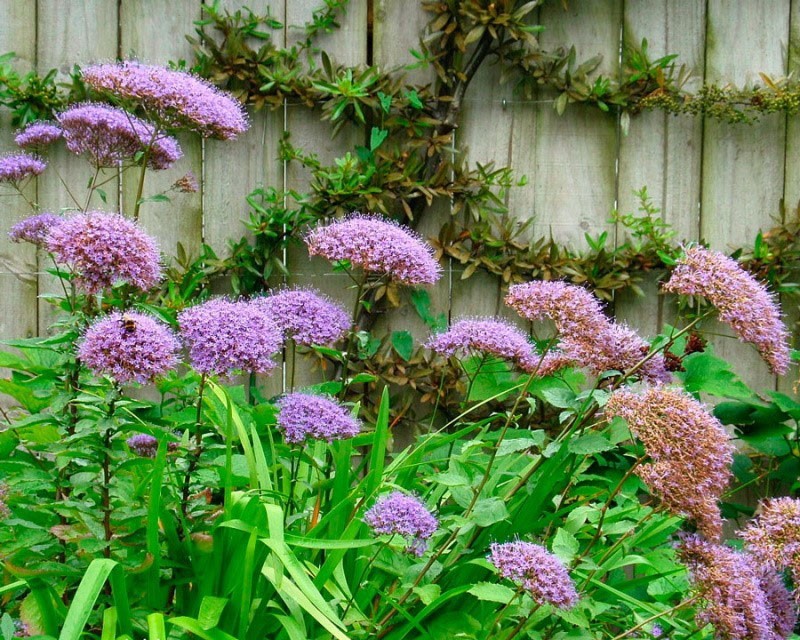 Неприхотливый цветок трахелиум преобразит ваш летний сад