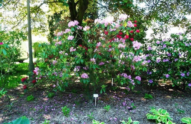 Рододендрон Шлиппенбаха – нежная альпийская роза в вашем саду