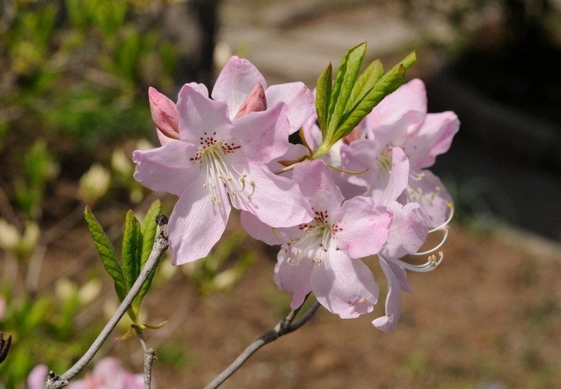 Рододендрон Шлиппенбаха – нежная альпийская роза в вашем саду