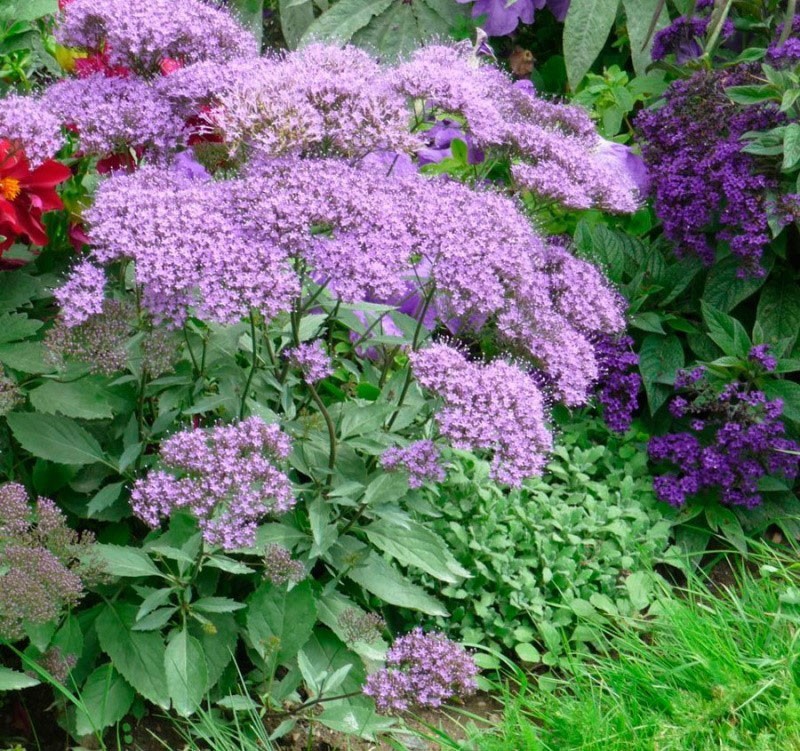 Неприхотливый цветок трахелиум преобразит ваш летний сад