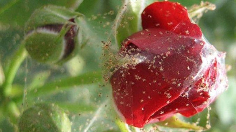 Одно из самых красивых растений в мире – роза Никколо Паганини