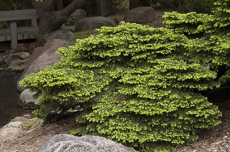 Ель Нидиформис – универсальное растение для любого участка