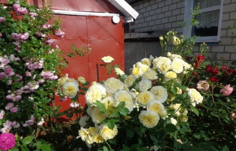 Самая нежная и выносливая желтая английская роза Пилигрим
