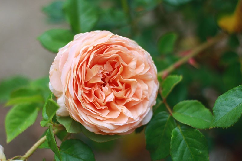 Секреты выращивания парковой розы Абрахам Дерби