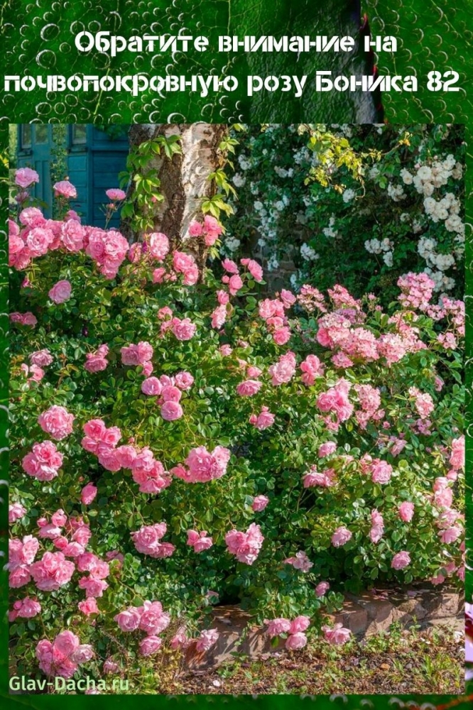 Обратите внимание на почвопокровную розу Боника 82