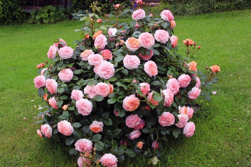 Роза Чиппендейл – шедевр компании «Розы Тантау»