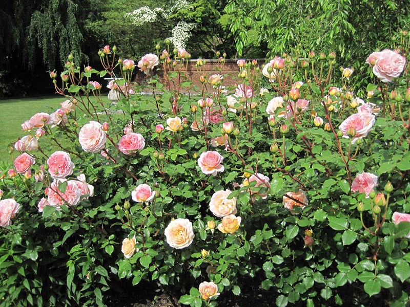 Секреты выращивания парковой розы Абрахам Дерби
